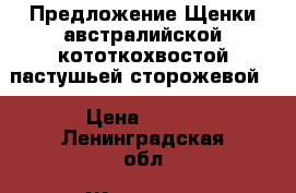 Предложение Щенки австралийской кототкохвостой пастушьей сторожевой  › Цена ­ 500 - Ленинградская обл. Животные и растения » Собаки   . Ленинградская обл.